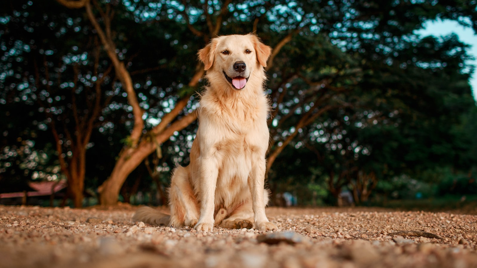 Hund beim Spaziergang – Schäden durch das Tier deckt die Tierhalterhaftpflicht